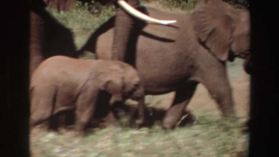 1969 Angola 8mm frame of a young elephant beside an adult, partly framed by shadow and film borders.