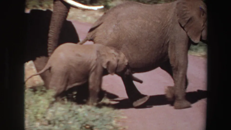 1969 Angola 8mm frame showing an elephant calf and adult crossing or walking along a reddish road edge.