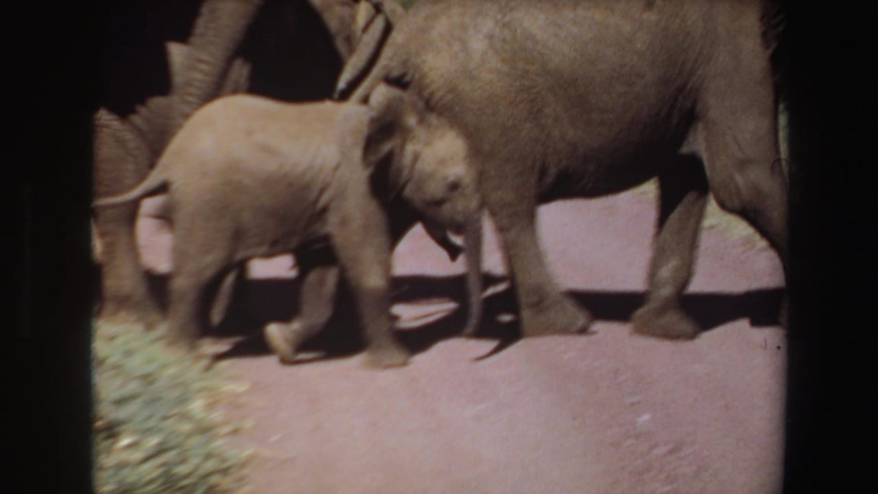 1969 Angola 8mm frame showing a young elephant calf close to adult elephants on dusty ground with foliage behind them.