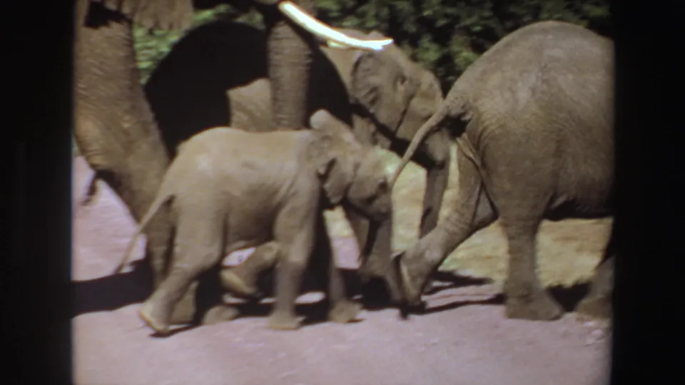1969 Angola 8mm frame of an elephant calf walking near adult elephants, with tusks, dusty ground, and foliage visible.