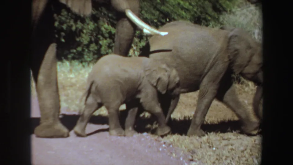1969 Angola 8mm frame showing a calf beside a larger elephant, with dry grass, foliage, and bright sun across the scene.