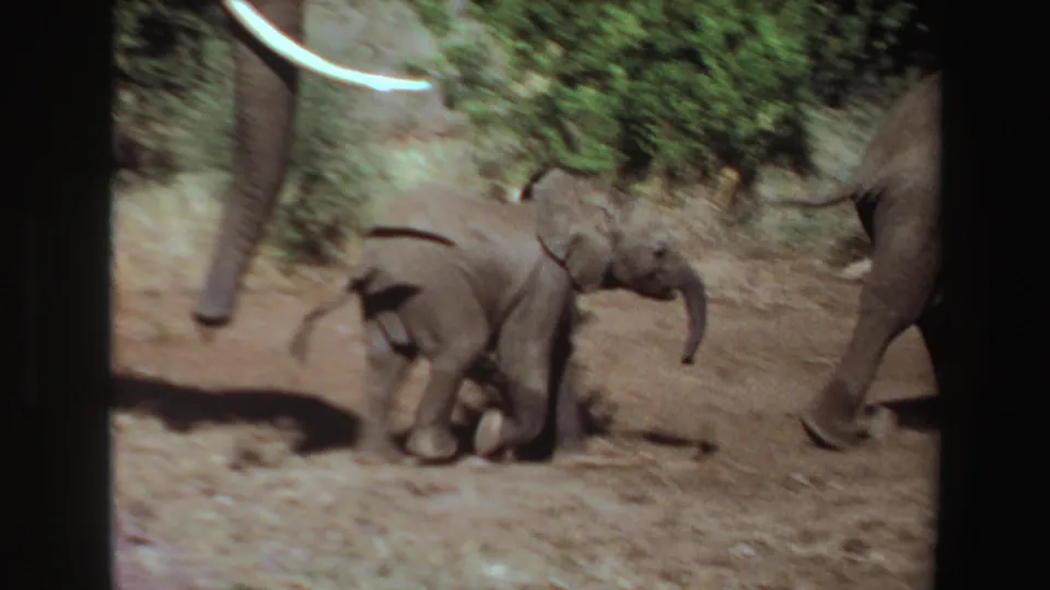 1969 Angola 8mm frame of a young elephant calf crossing dusty ground near adult elephants and dense green foliage.