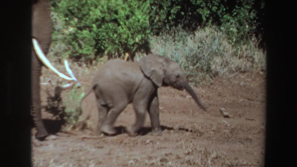 In 1969 Angola 8mm footage, a young elephant walks close to an adult elephant across dry terrain with green brush behind them.