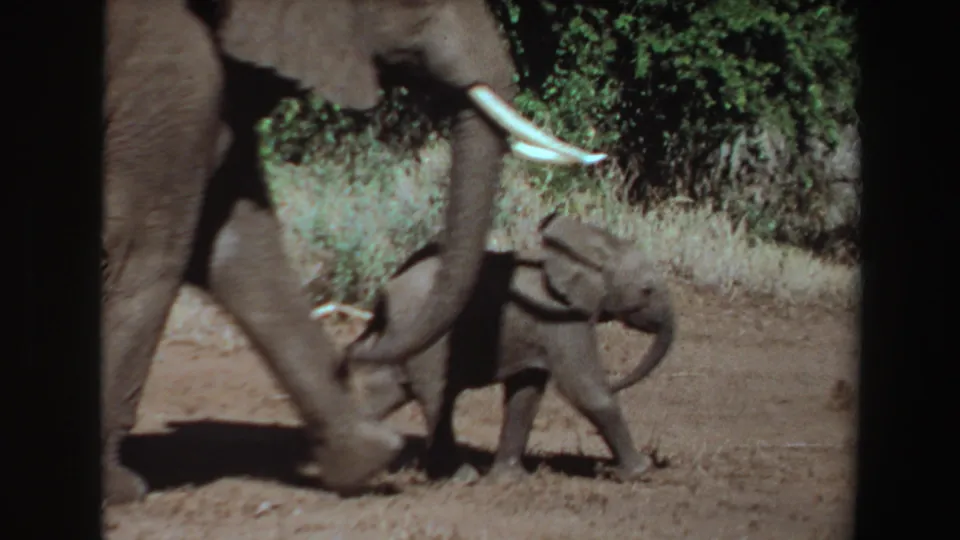 The adult elephant’s tusks and trunk are visible as the calf moves alongside through a dry, shrub-lined setting in Angola.