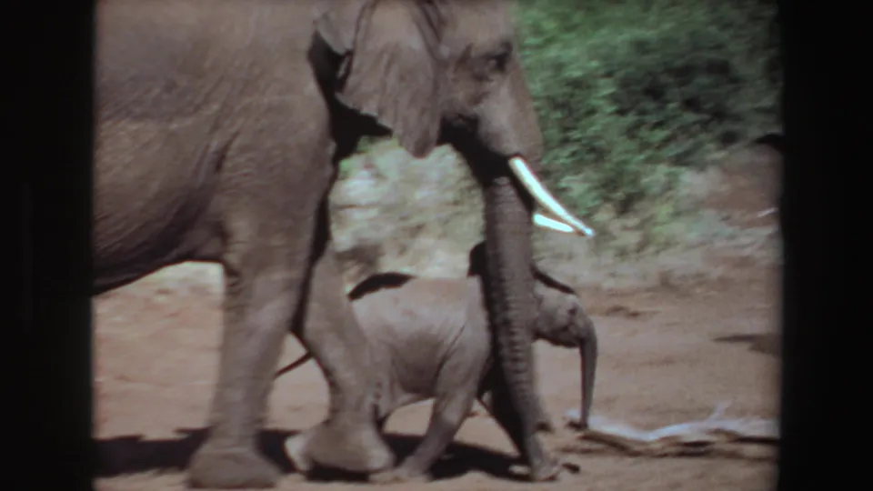 A close 8mm frame shows the adult elephant towering over the calf as both continue through the dry Angola landscape.