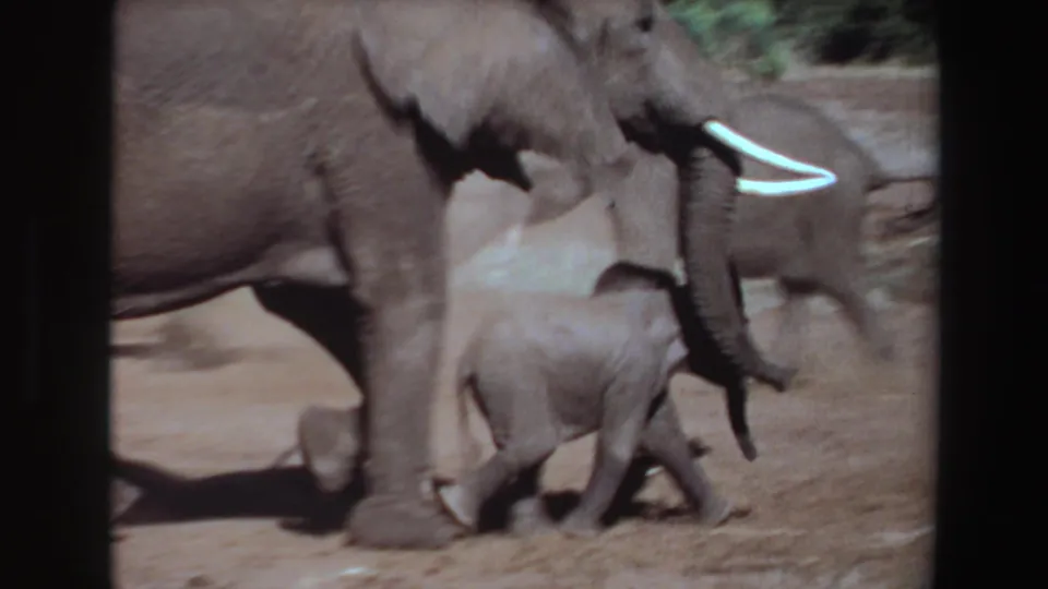 The adult elephant and calf continue across sunlit dusty ground, framed tightly in soft vintage 8mm color.