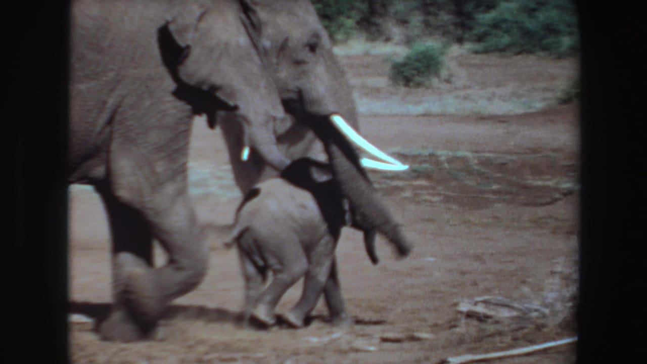 1969 Angola 8mm frame of an adult elephant with white tusks beside a small calf in a dry, open landscape.