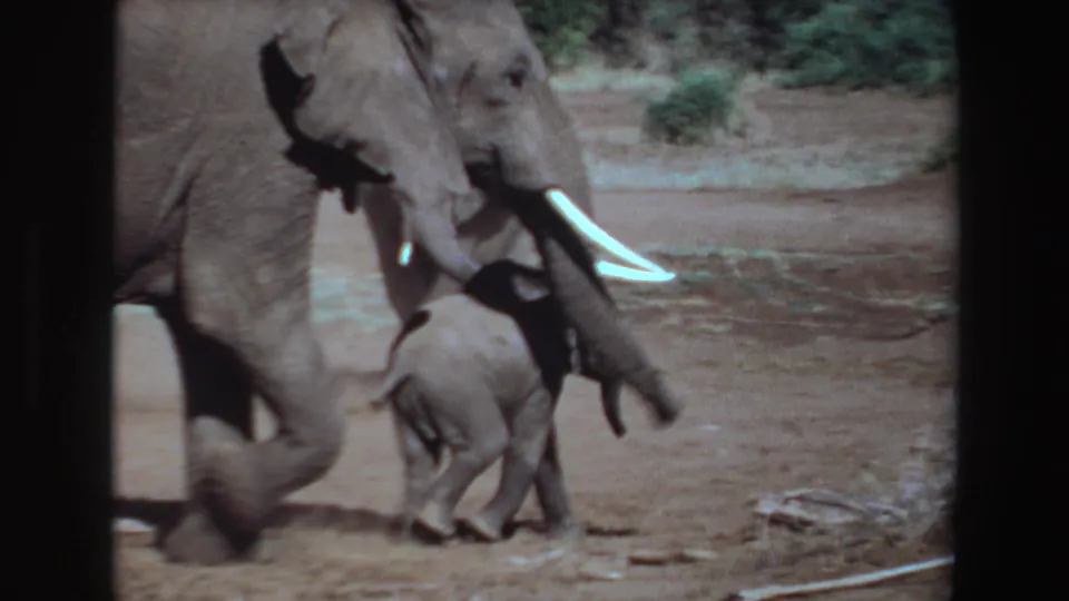 1969 Angola 8mm frame of an adult elephant with white tusks beside a small calf in a dry, open landscape.