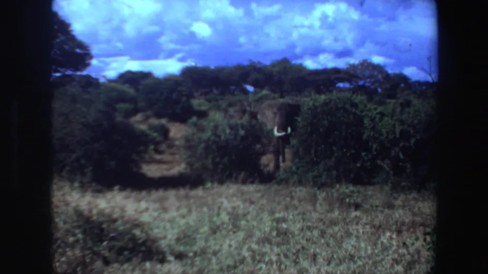 1969 Angola 8mm frame with a distant tusked elephant partly obscured by dense bushes under a vivid blue sky.