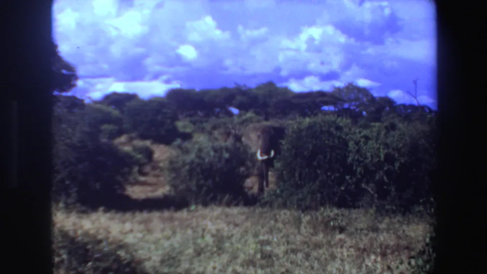 1969 Angola 8mm frame showing a tusked elephant in bushland, with dry grass foreground and saturated blue sky overhead.