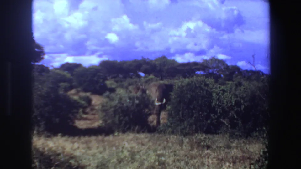 1969 Angola 8mm frame of an elephant partly covered by green scrub, with dry grasses and large white clouds in the background.