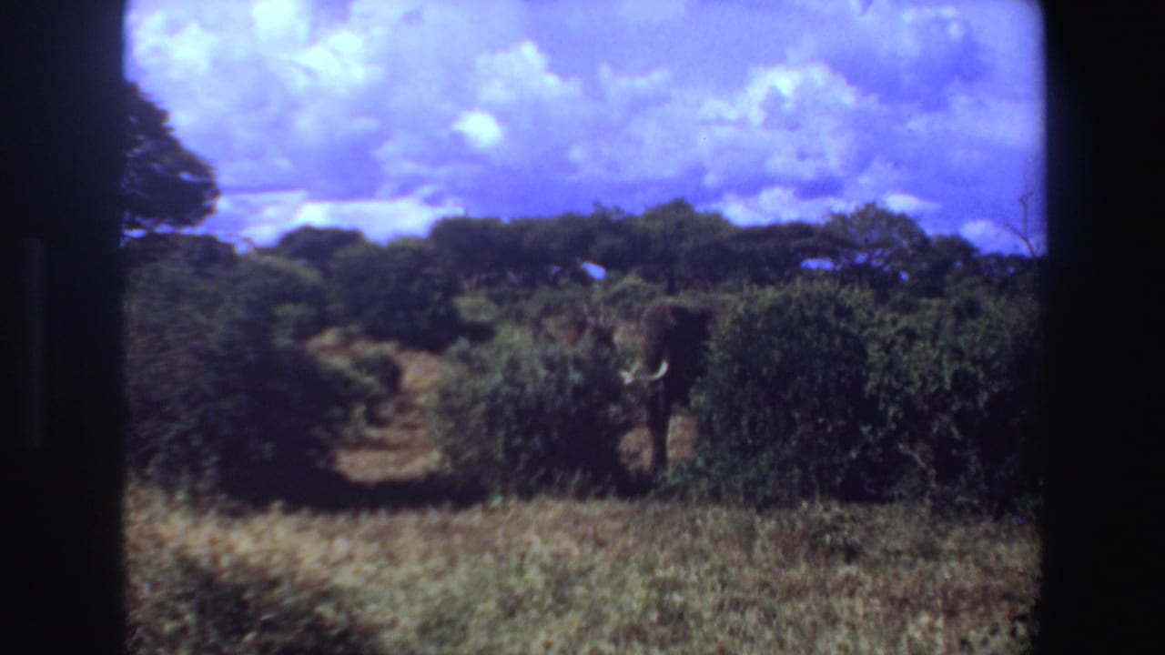 1969 Angola 8mm frame showing a tusked elephant partly emerging from dense bushes in open savanna with dry grass and bright clouds.