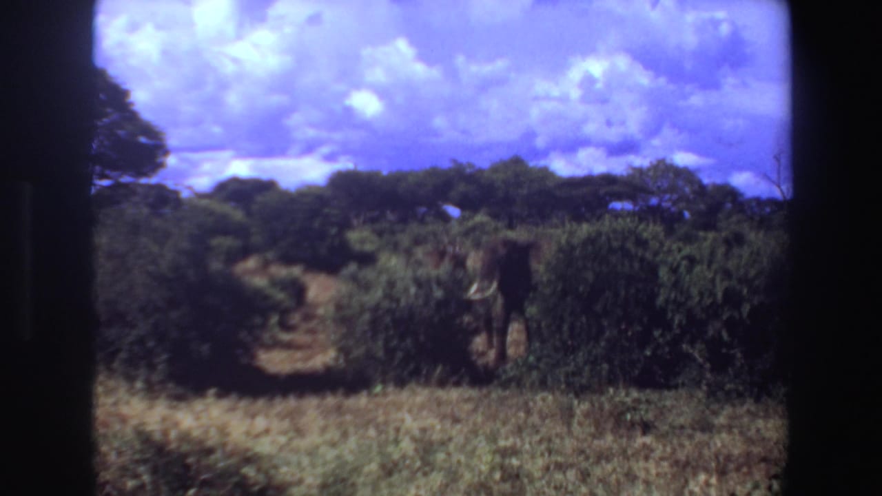 Elephant remains partly hidden by shrubs beside a narrow clearing in open grassland.