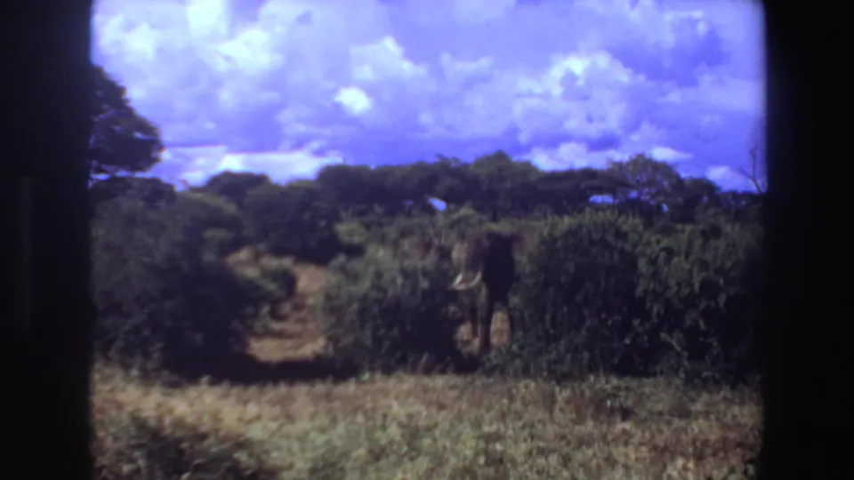 1969 Angola home-movie frame with a tusked elephant in shrub cover near a narrow path or clearing in the savanna.
