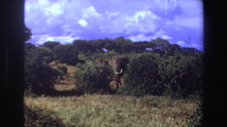 1969 Angola 8mm still of a distant tusked elephant framed by dense green vegetation, dry grass, and bright clouds.