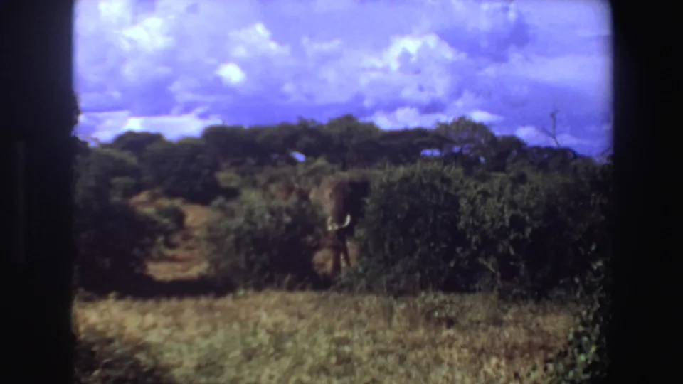 1969 Angola 8mm frame showing the elephant partly obscured by brush, with one tusk visible below a dramatic clouded sky.