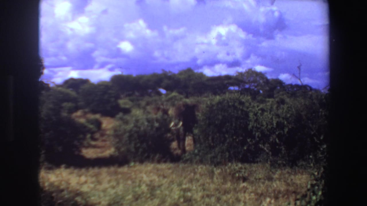 Elephant partly hidden by bushes beneath a cloudy sky.