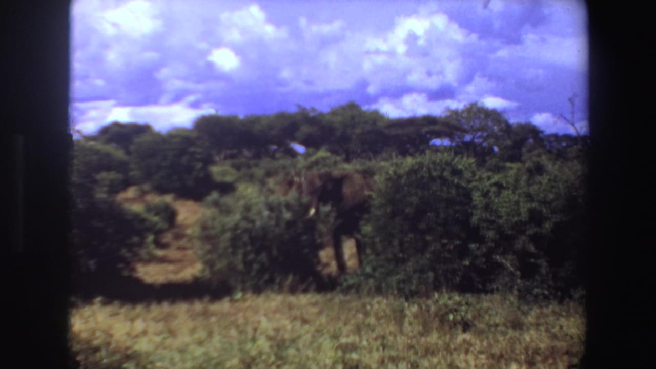 Elephant moving through dense vegetation near a narrow track.