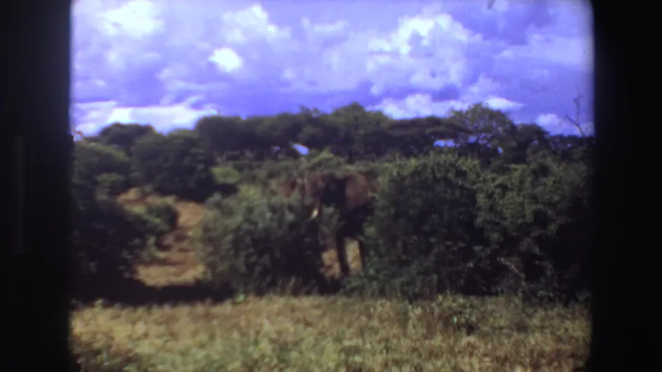 1969 Angola 8mm frame with an elephant moving behind shrubs beside a narrow path through bushland.