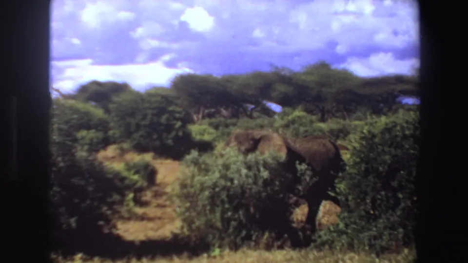 1969 Angola 8mm frame showing the elephant nearer the camera, its body partly concealed by green shrubs.