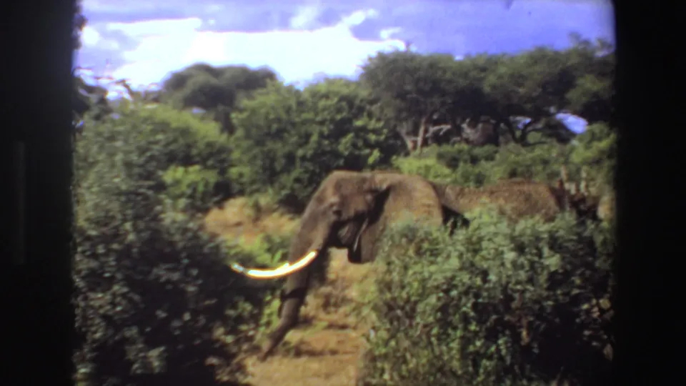 1969 Angola 8mm frame showing an elephant with a visible tusk walking through dense bush under low trees.