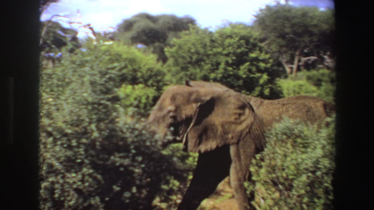 1969 Angola 8mm frame showing a tusked elephant moving through dense green roadside vegetation.