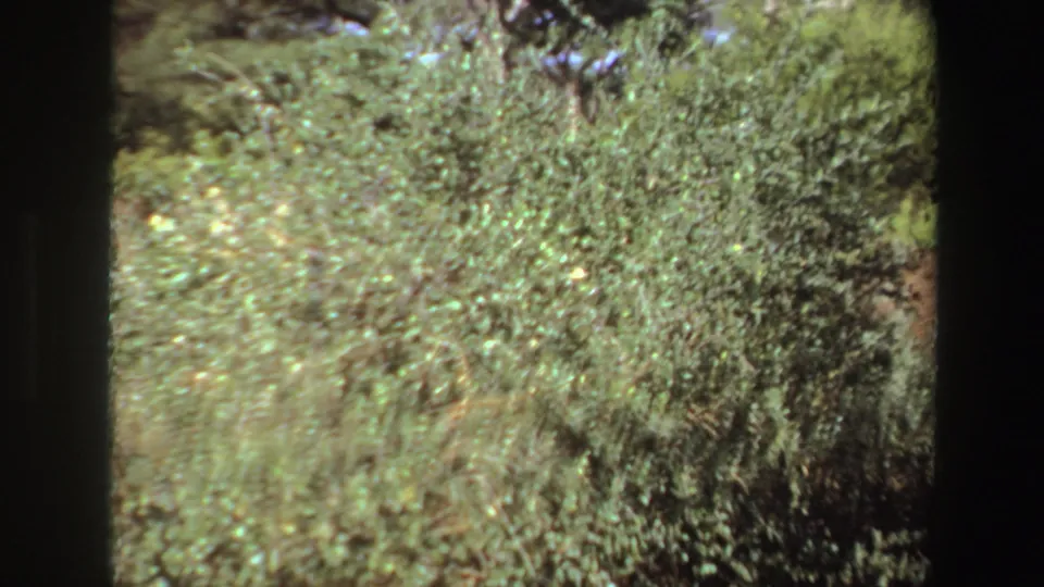1969 Angola 8mm frame with roadside vegetation and only a limited glimpse of the elephant scene.