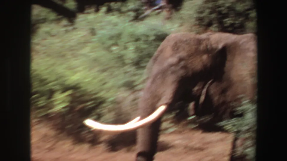1969 Angola 8mm frame showing a blurred close pass of a tusked elephant near dense vegetation.