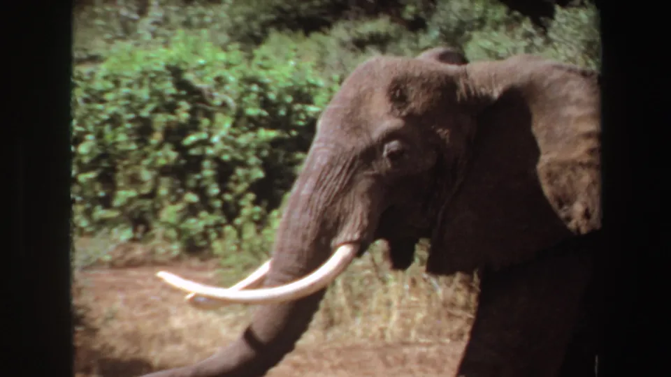 1969 Angola 8mm frame with a closer side view of the elephant's head, ear, trunk, and tusks near bushland.