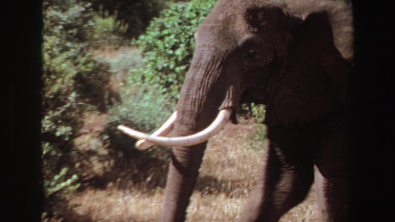 1969 Angola 8mm frame of a large tusked elephant partly obscured by dark vertical bars as it walks through brush.