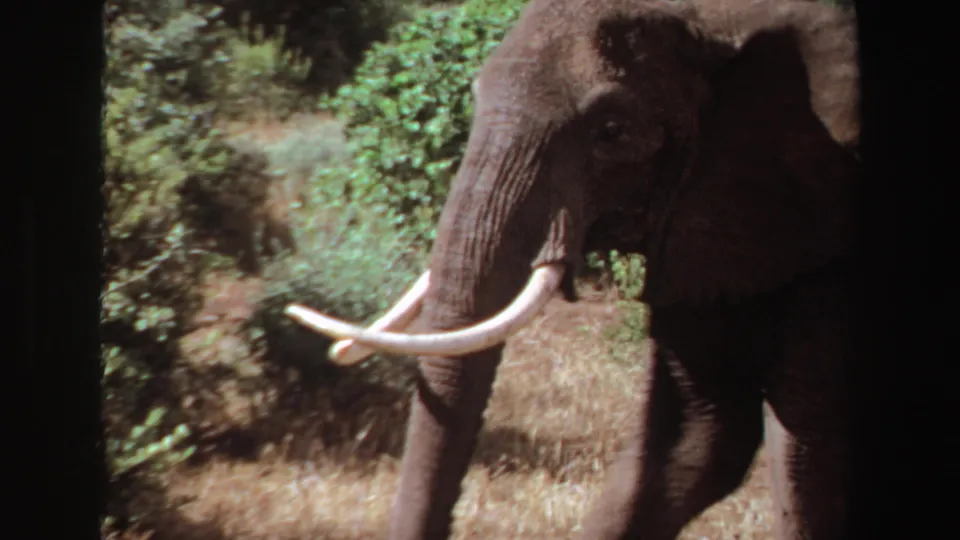 1969 Angola 8mm frame of a large tusked elephant partly obscured by dark vertical bars as it walks through brush.
