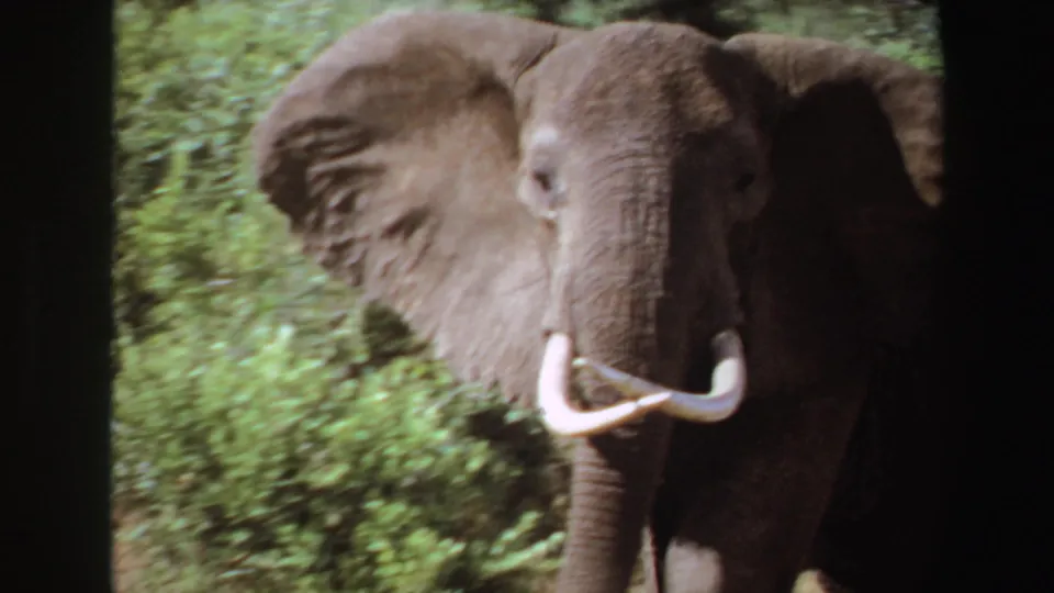 1969 Angola 8mm frame of a tusked elephant facing the camera, one ear spread, with dense green foliage behind it.