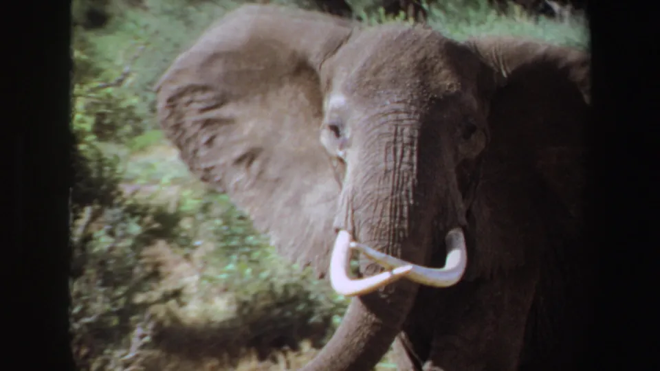 1969 Angola 8mm frame showing a close frontal view of a tusked elephant, partly shadowed and surrounded by brush.