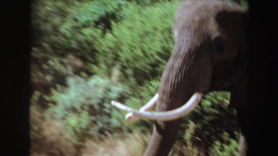 1969 Angola 8mm frame of a tusked elephant in side profile, moving past blurred green vegetation and dry grass.