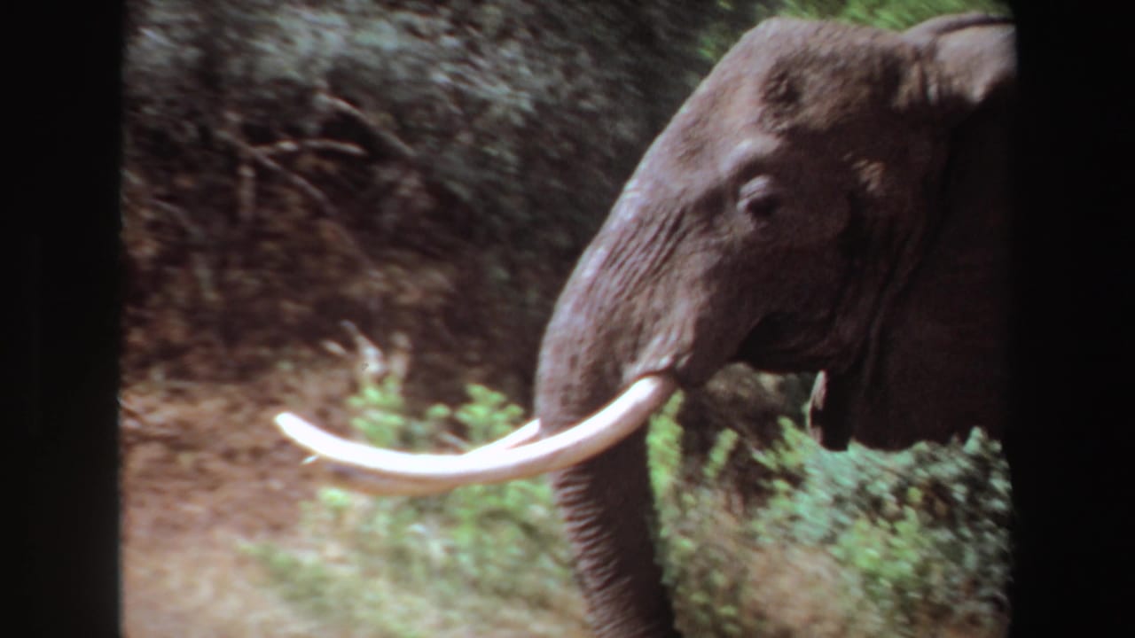 Adult elephant with long tusks moving through sunlit brush.