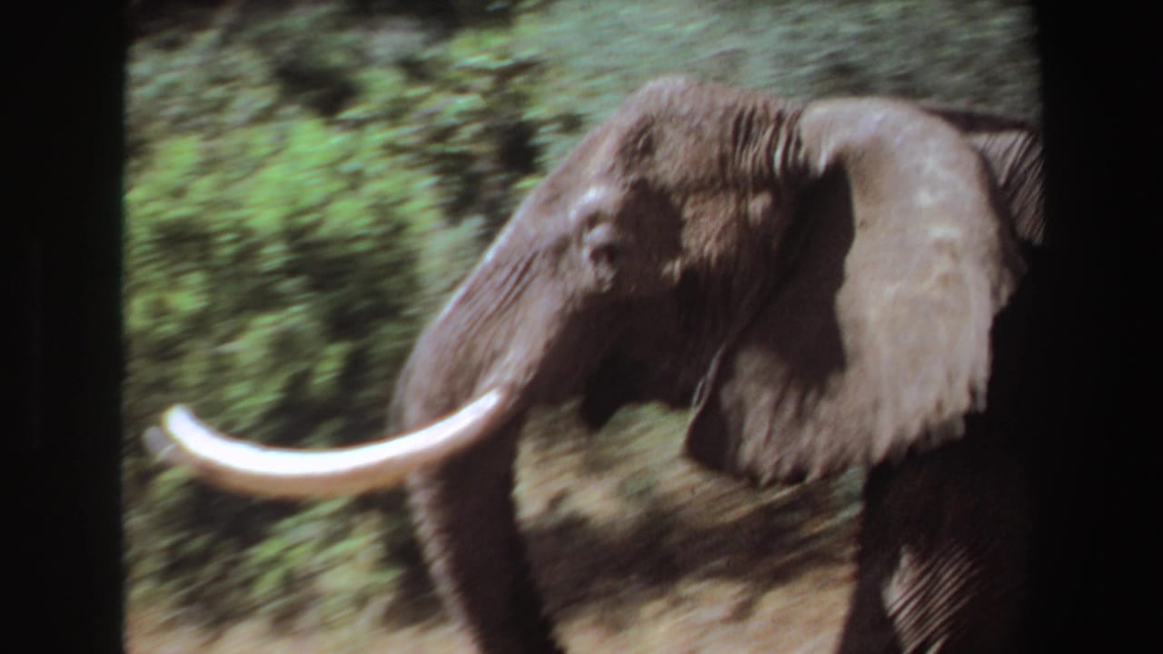 Close handheld view of an adult elephant with long tusks beside green vegetation, consistent with the supplied Angola 1969 safari footage metadata.