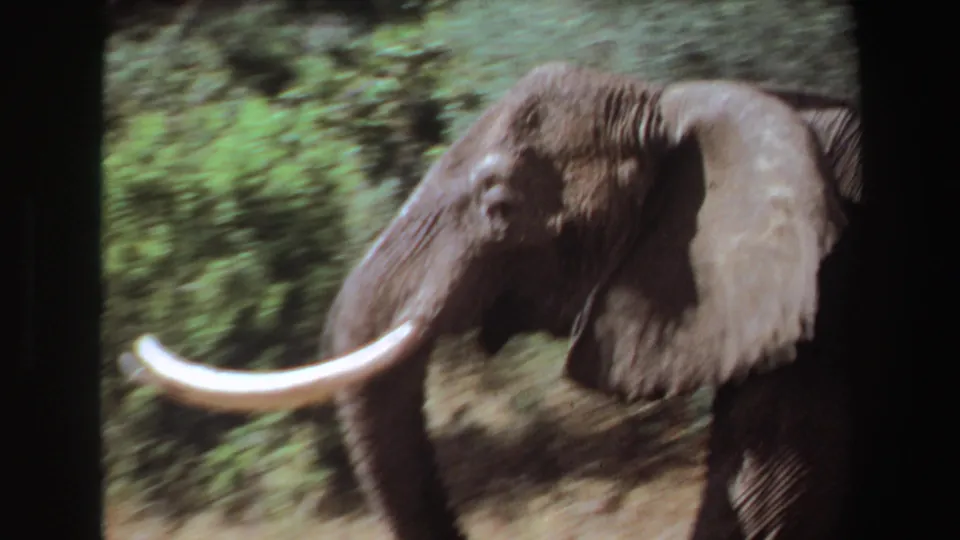 Close handheld view of an adult elephant with long tusks beside green vegetation, consistent with the supplied Angola 1969 safari footage metadata.