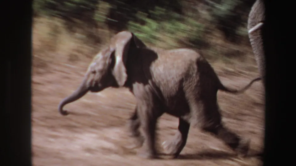 Young elephant calf runs across dry reddish ground with brush behind it in the supplied Angola 1969 8mm wildlife clip.
