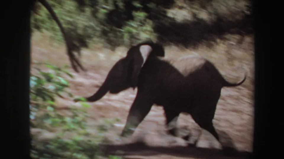 Elephant calf runs past low branches and shrubs in handheld 8mm wildlife footage identified by metadata as Angola in 1969.