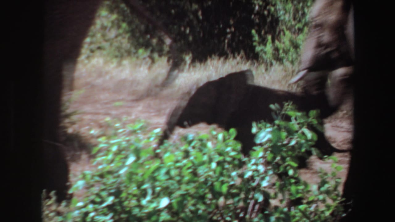 Elephants partly hidden by green shrubs on a dry path.
