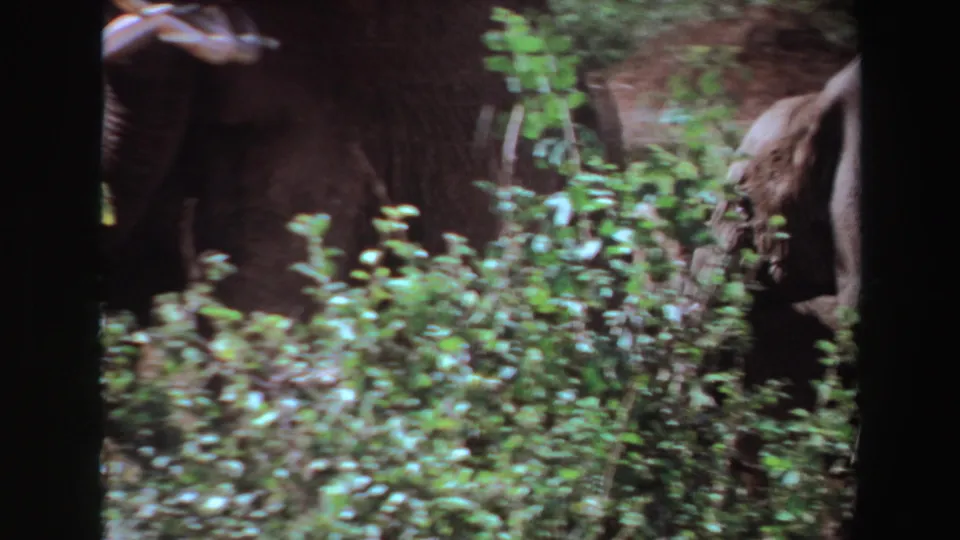 1969 Angola 8mm frame with a tusked elephant and herd members moving through leafy cover.