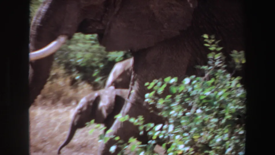 1969 Angola 8mm frame showing an adult elephant and small calf moving behind green brush.