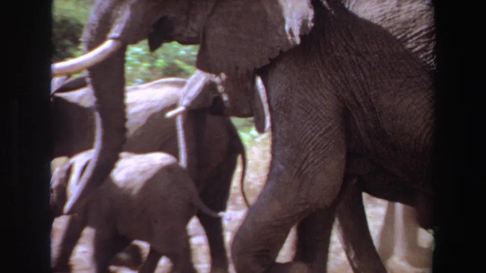 1969 Angola 8mm frame showing a calf beside a large adult elephant, with tusks and foliage visible.