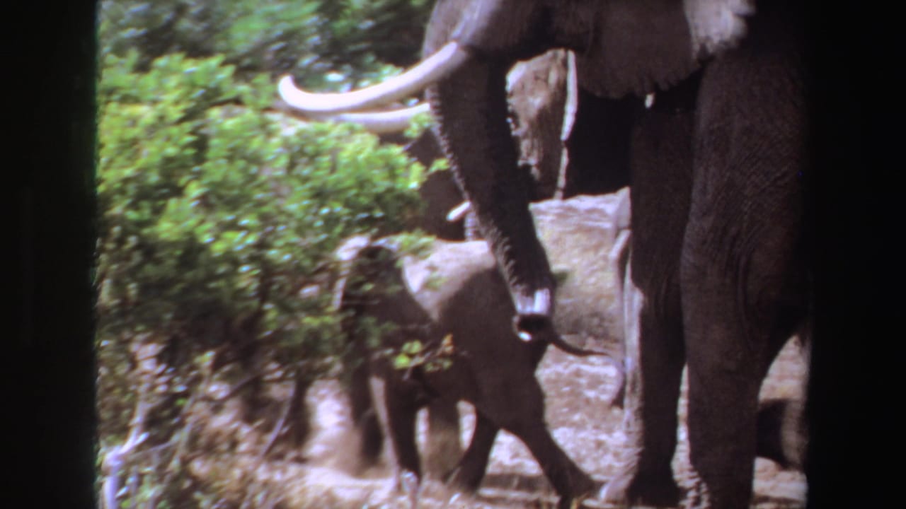 Adult elephant with tusks and a smaller calf walking through dense green brush.