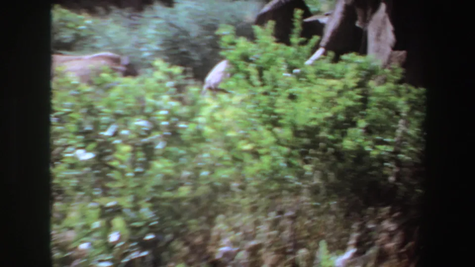 1969 Angola 8mm frame with dense green vegetation and a partial elephant form at the edge of the shot.