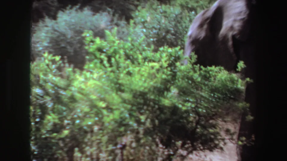 1969 Angola 8mm frame showing part of an elephant partly hidden by shrubs in sunlit brushland.