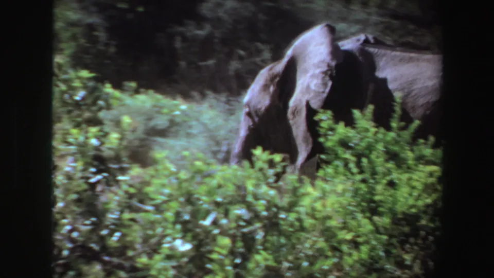1969 Angola 8mm frame of an elephant moving through dense green brush, partly obscured by foliage and dark frame edges.