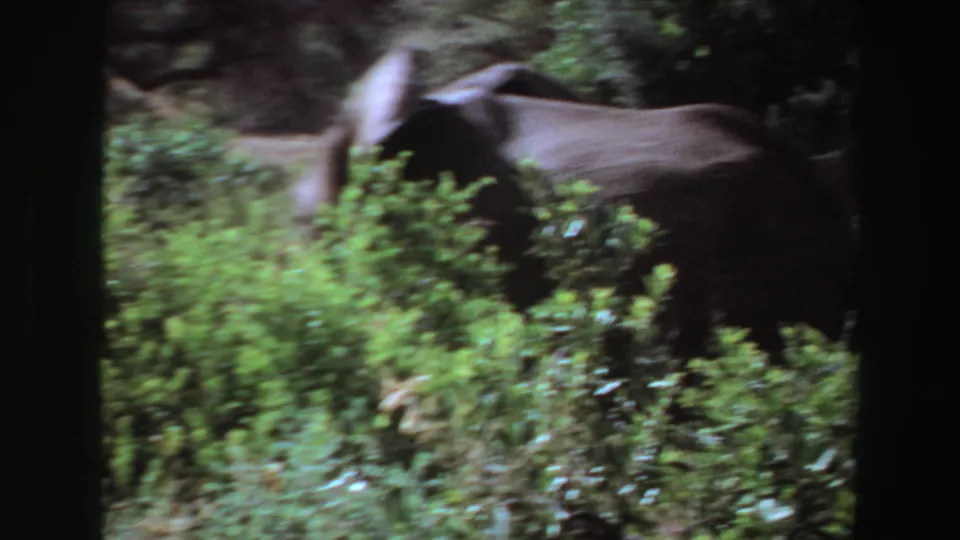 1969 Angola 8mm frame showing an elephant passing behind bright green brush with trees and shadowed foliage around it.