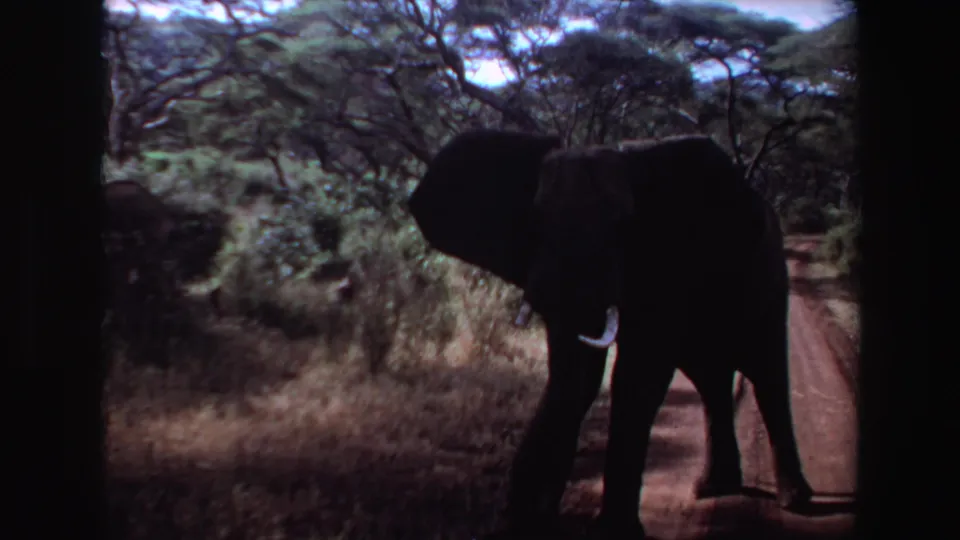 1969 Angola 8mm frame of an elephant with visible tusk walking beside a dirt road under sparse savanna trees.