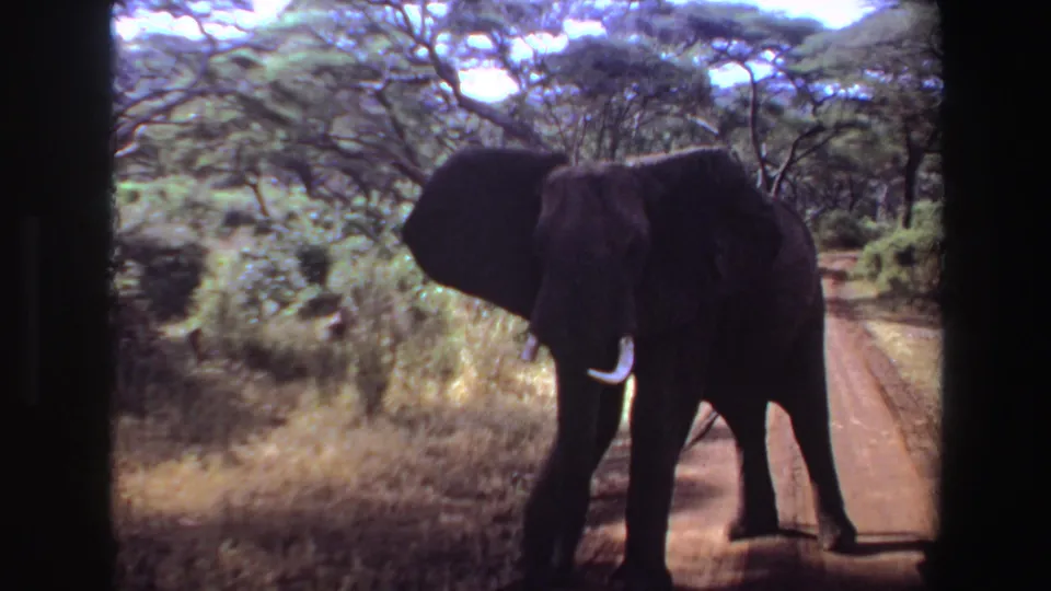 1969 Angola 8mm frame showing an elephant on a reddish dirt road with brush, dry grass, and trees in bright daylight.